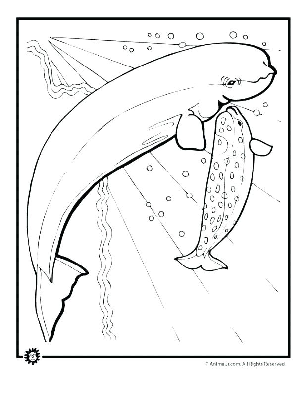 618x800 Manatee Coloring Page Manatee Coloring Pages Manatee Coloring Page