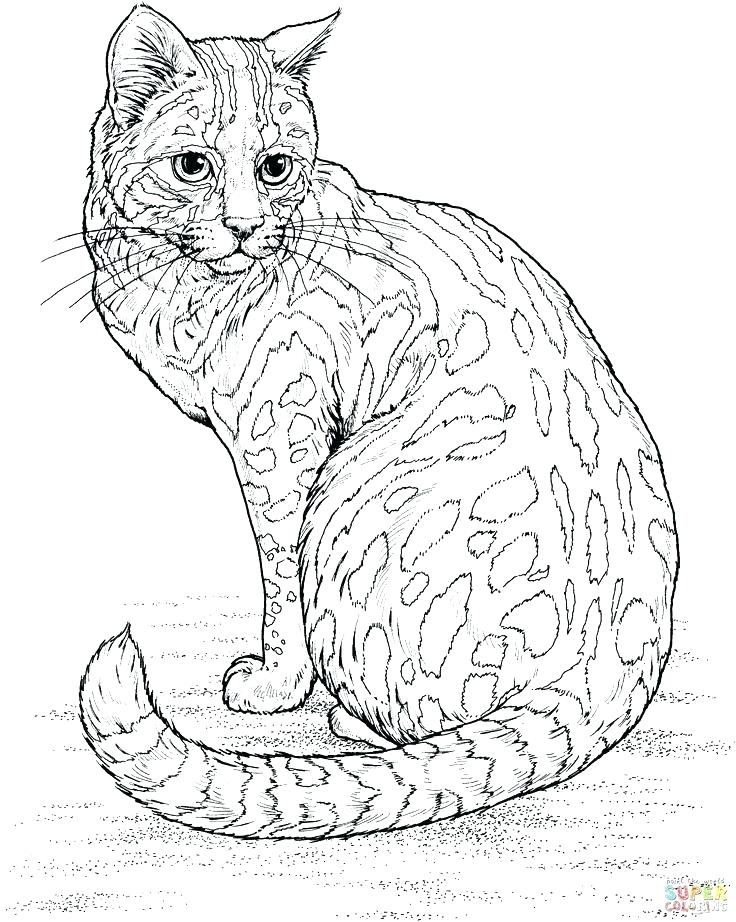 736x922 Calico Cat Coloring Pages Free Cat Coloring Pages New Free Cat