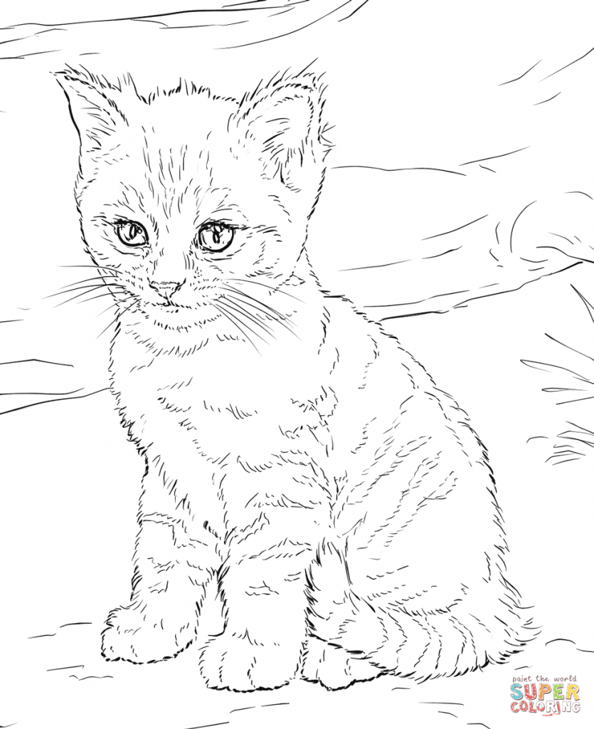 835x1024 Now Calico Cat Coloring Pages 13305