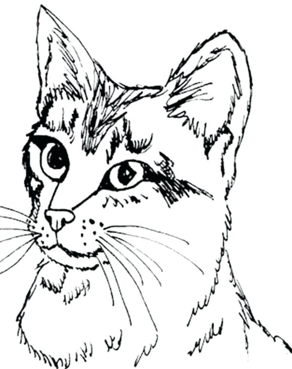 600x757 Tabby Cat Coloring Pages Calico Cat Coloring Sheets Coloring Pages