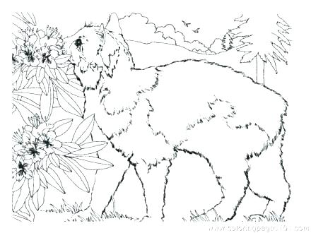 440x330 Tabby Cat Coloring Pages Cat Coloring Page Cat Coloring Pages Cats
