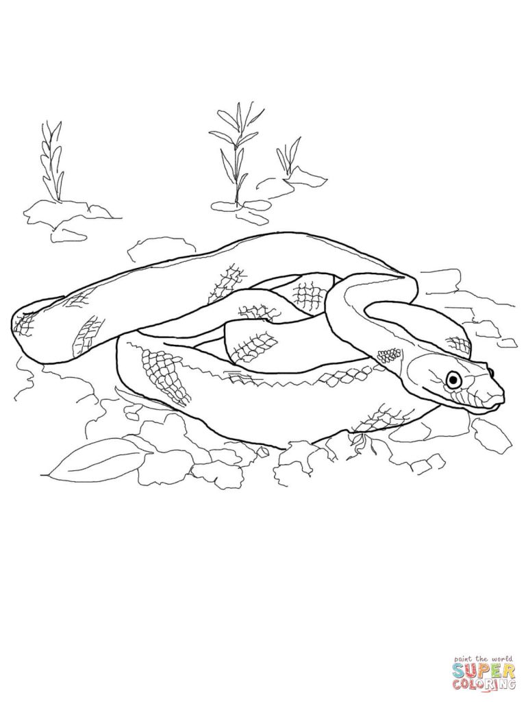 768x1024 Baja California Rat Snake Download Coloring Page