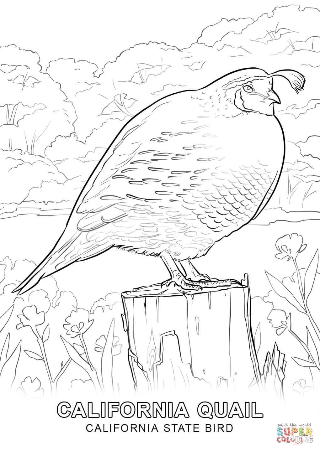 1020x1440 California State Bird Coloring Page Symbols Pages