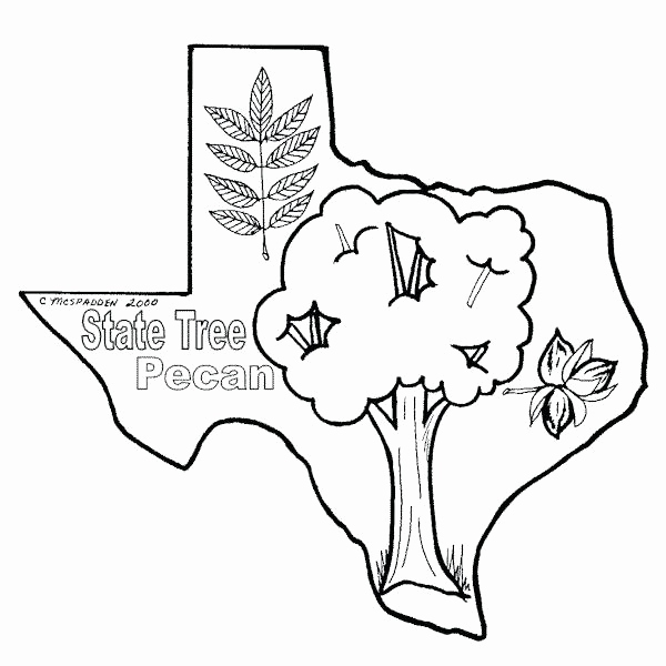 600x600 Coloring Pages Of Texas Flag Gallery California State Symbols