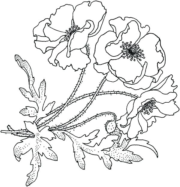 600x623 California Coloring Pages Flag Of Coloring Page California Poppy