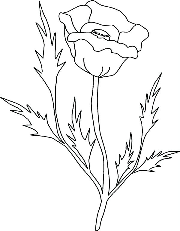 600x768 California Poppy Coloring Page Gold Rush Coloring Pages Gold Rush