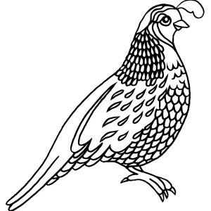 California Quail Coloring Pages
