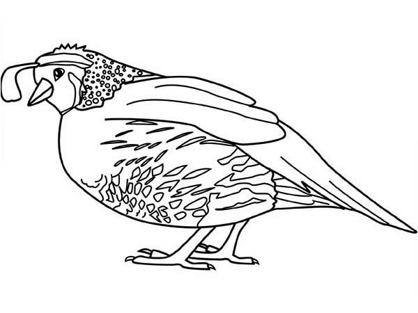 600x450 Coloring Pages For Quail