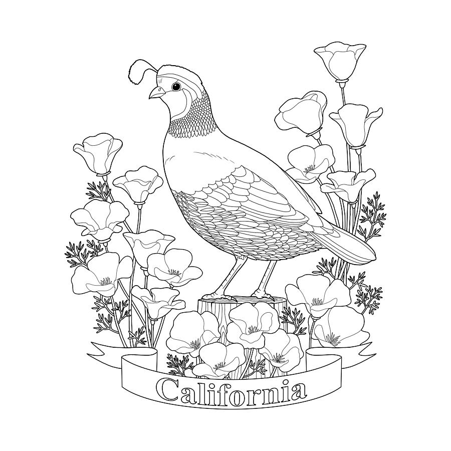 900x900 Fresh Quails Coloring Pages Collection Printable Coloring Sheet