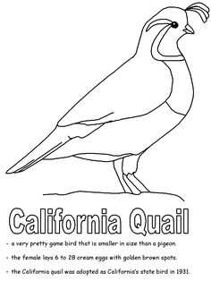 236x314 Mamma Quail Hiking California Second Time The Charm