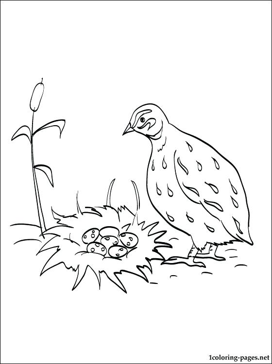 560x750 Quail Coloring Page Quail Coloring Page For Free California Quail
