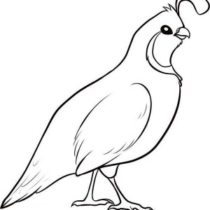 300x300 Awesome Drawing Of Quail Coloring Page Color Luna