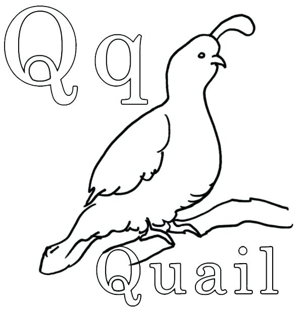 600x621 Quail Coloring Page Salmon Coloring Pages Salmon Coloring Pages