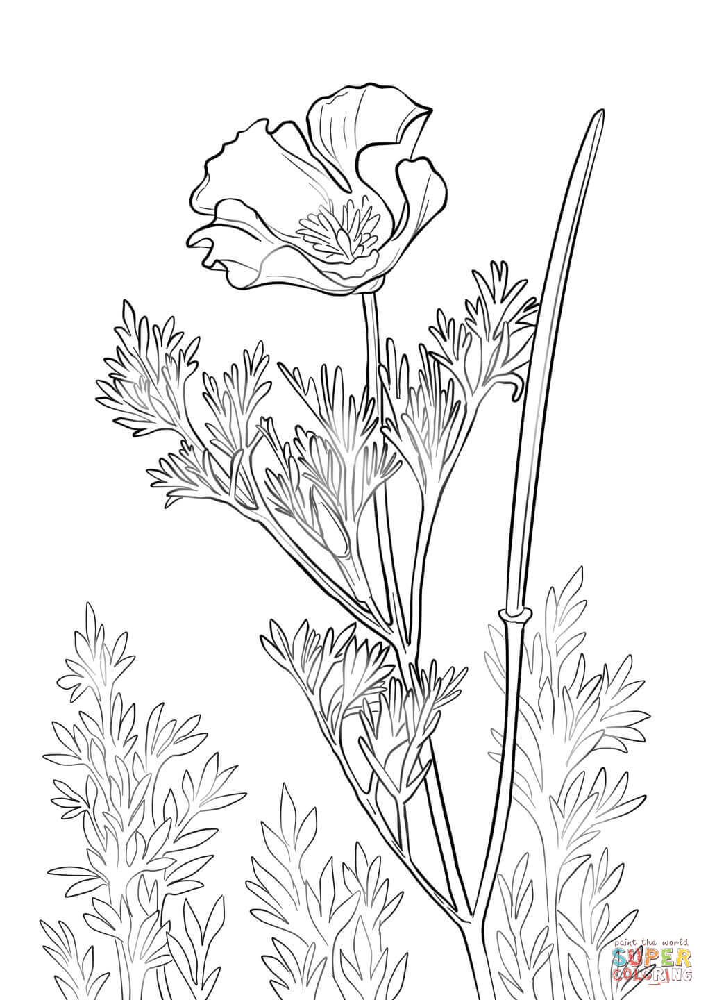 1020x1440 California Poppy Coloring Page Pages