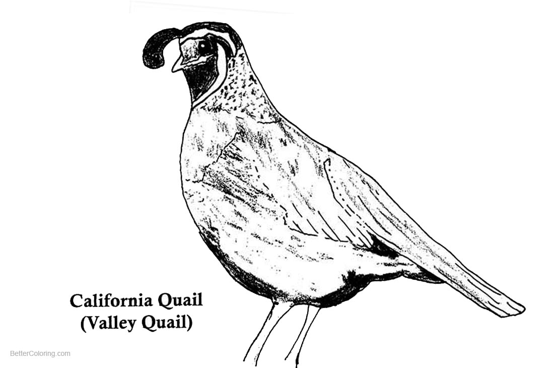 1100x730 California Quail Coloring Pages
