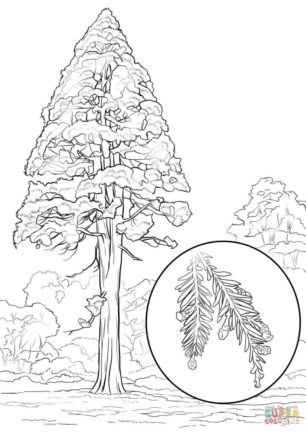 1020x1440 California Redwood (Sequoia Sempervirens) Coloring Page Free