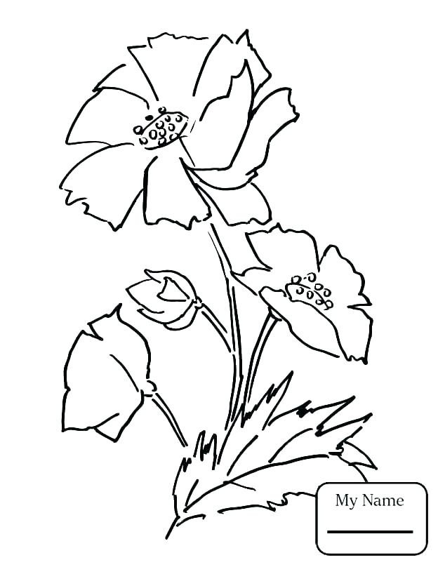 624x808 California State Flower Coloring Page S S S California State