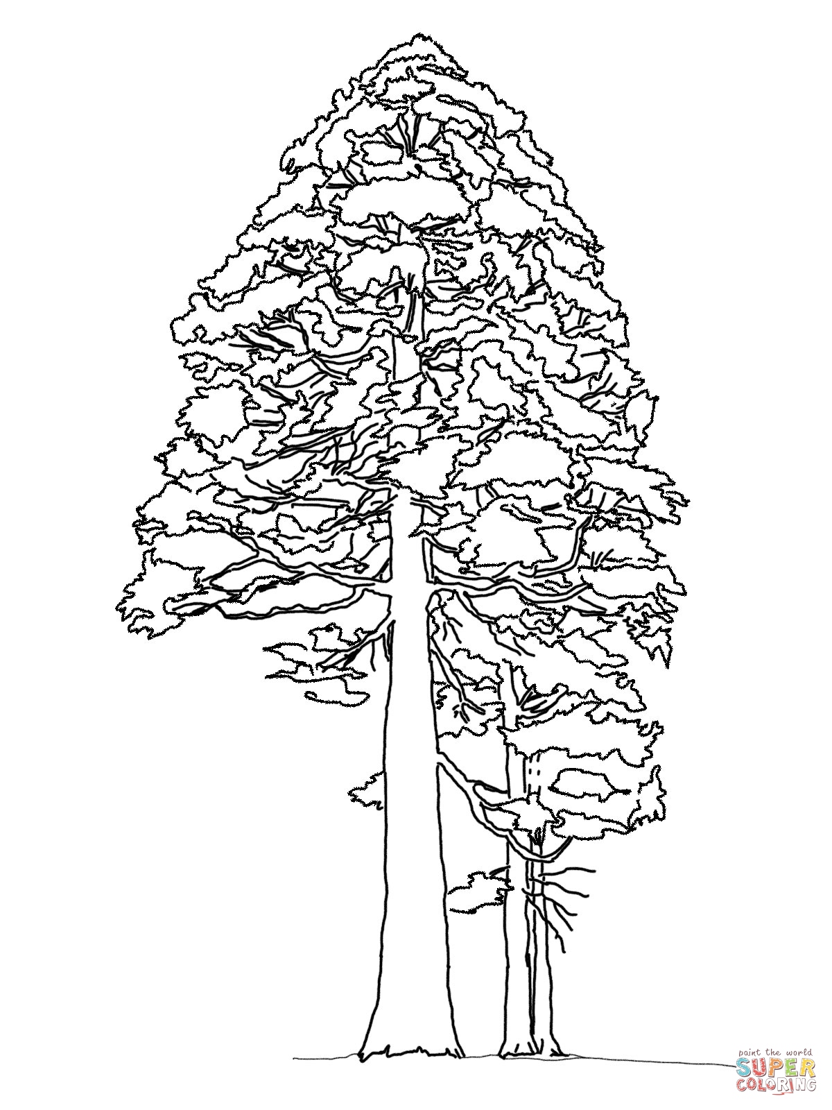 1200x1600 California Coloring Pages Beautiful California State Tree Coloring