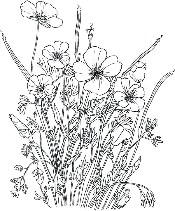 600x722 California State Flower Coloring Page California State Symbols