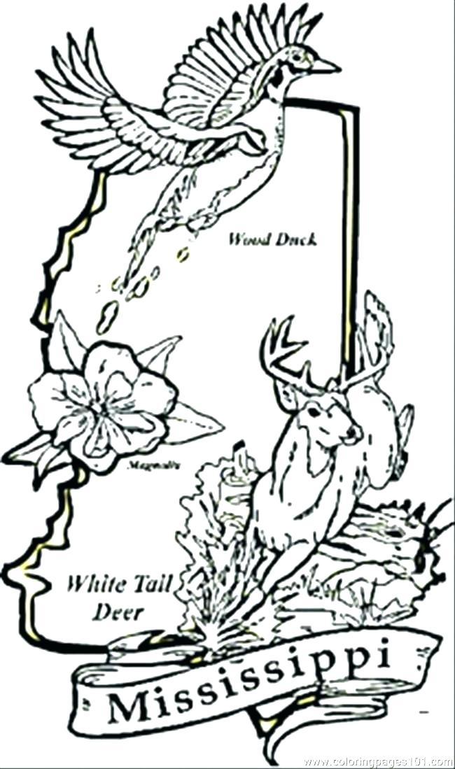 650x1099 California State Flower Coloring Page S S S California State Tree