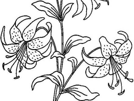 440x330 Calla Lily Coloring Pages Wwwimgkidcom The Image Kid, Calla Lily