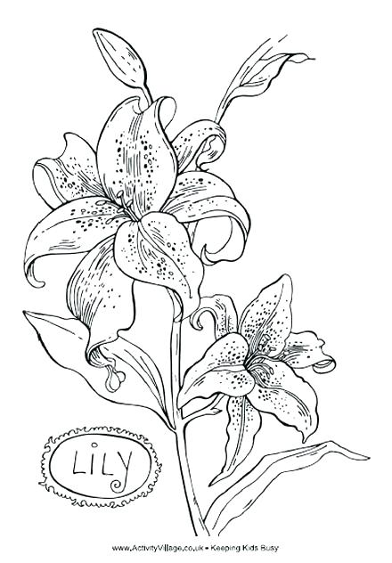 440x632 Coloring Pages Disney Channel Lily Colouring Page For Kids Calla