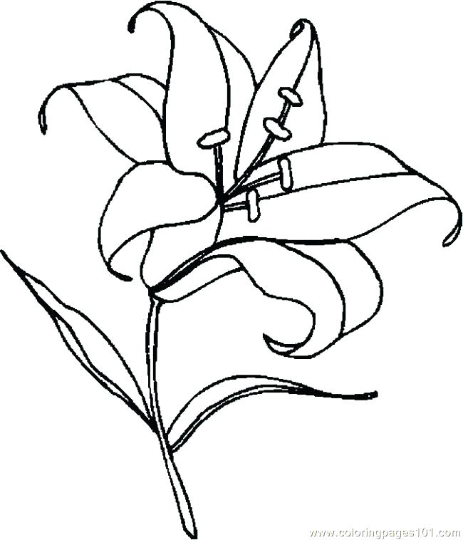 650x758 Lily Coloring Pages 5