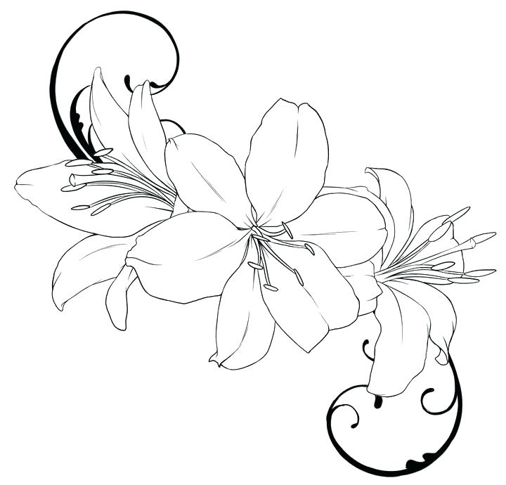 720x690 Lily Coloring Pages Bunch Of Flowers Lily Flower Coloring Page