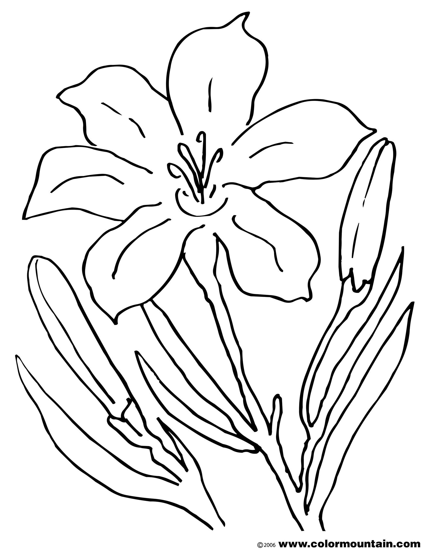 1800x2294 Awesome Lovely Ideas Lily Coloring Pages Lilies For Calla Style