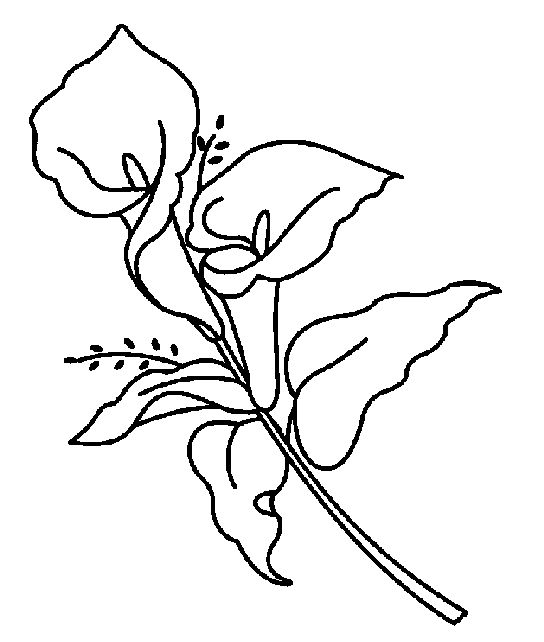 544x642 Calla Lily Coloring Pages Lily Coloring Pages Ideas