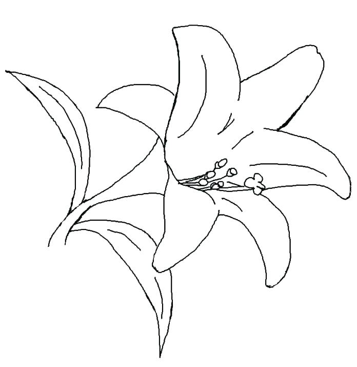 696x715 Calla Lily Coloring Pages
