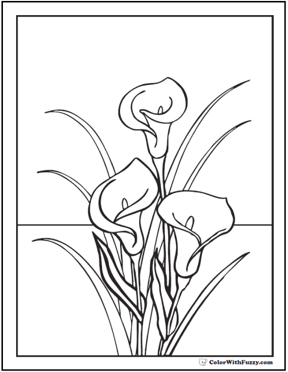 590x762 Calla Lily Coloring Pages