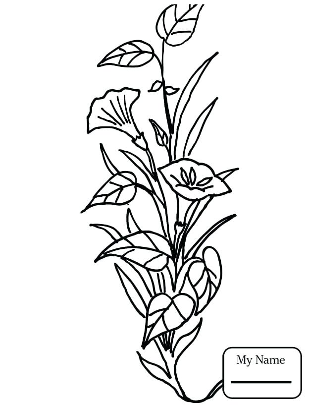 624x821 Calla Lily Coloring Pages Coloring Pages Calla Lily Lilies Flowers