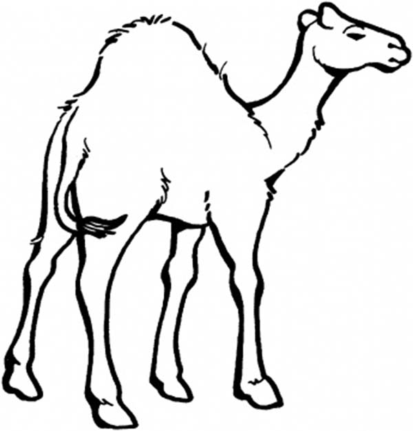 600x626 Camel Coloring Page For Kids