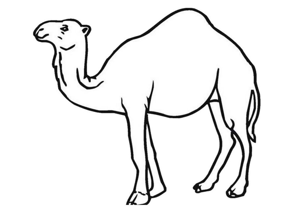 1024x720 Letter C Is For Camel Coloring Page Free Printable Animals
