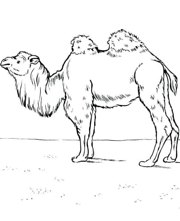 600x734 Camels Coloring Pages Impair.co
