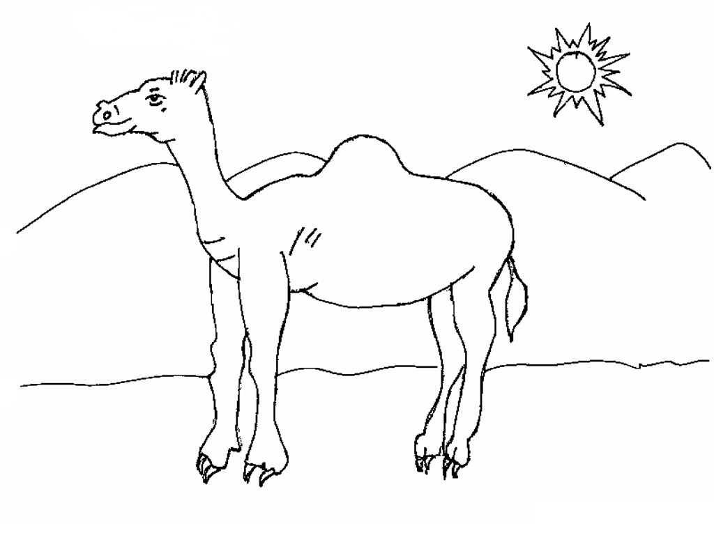 1024x768 Camel Coloring Page Luxury The Desert Ship 12 Easy Camel Coloring