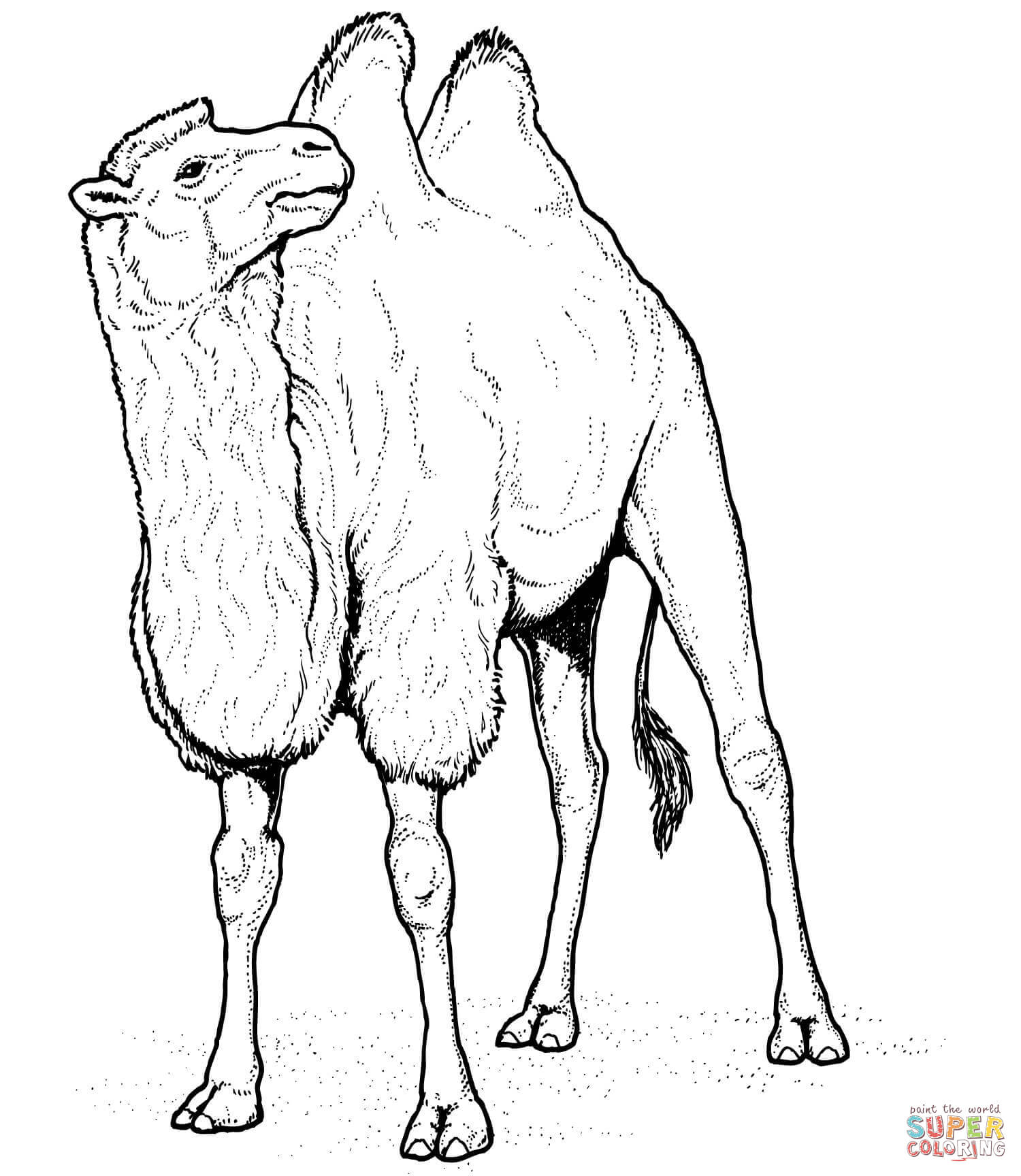 1500x1728 Smartness Camel Coloring Pages To Print Caravan Printable For Kids