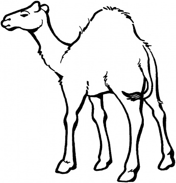 345x360 Drawings Of Camels Camels Coloring Pages Super Coloring