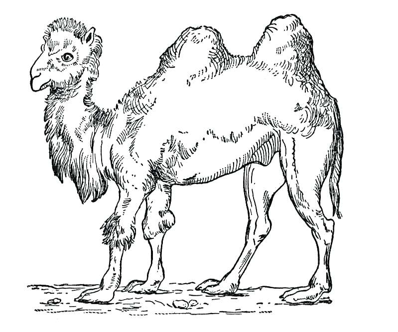 799x667 Camel Coloring Page Free Camel Coloring Pages Camel Coloring