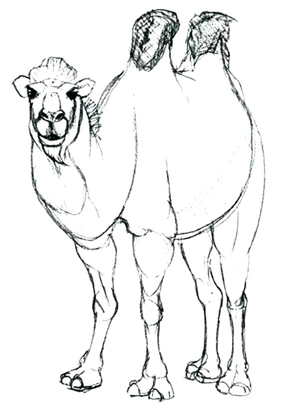600x831 Camel Coloring Pages Camel Coloring Sheet Awesome Animal Camel