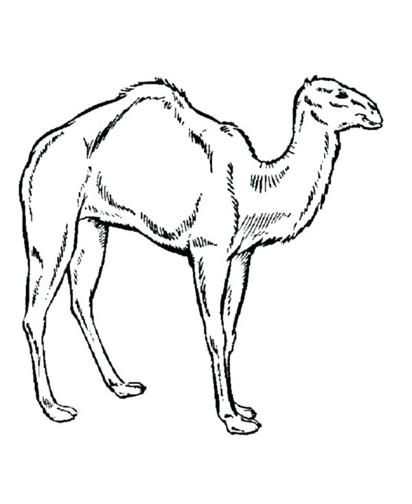 600x734 Camel Coloring Pages Camel Coloring Sheet Camel How To Draw