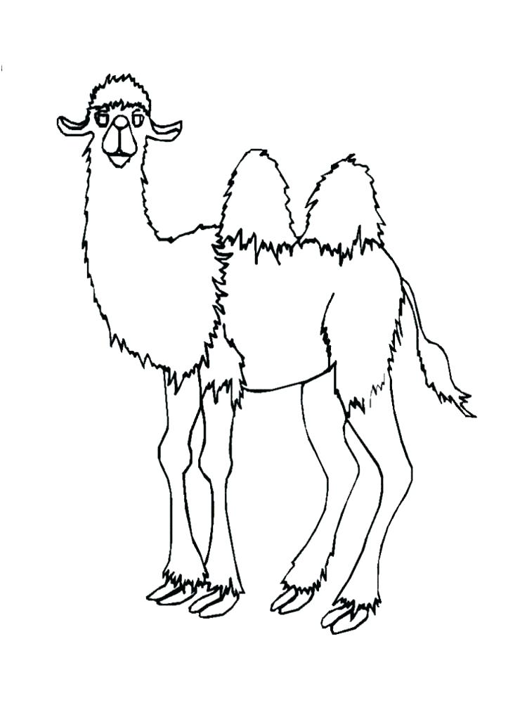 750x1000 Camel Coloring Sheet Camel Coloring Page Camel Animal Coloring