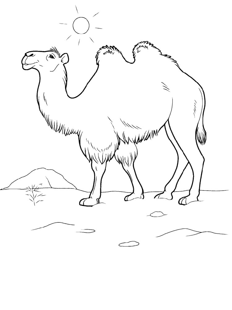 750x1000 Camel Coloring Pages. Download And Print Camel Coloring Pages