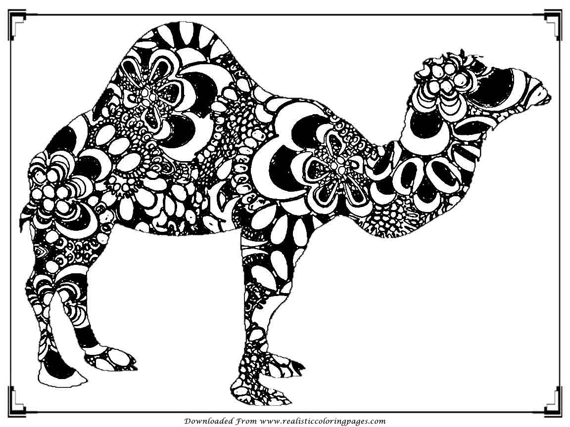 1152x864 Camels Coloring Pages Free At Camel Page
