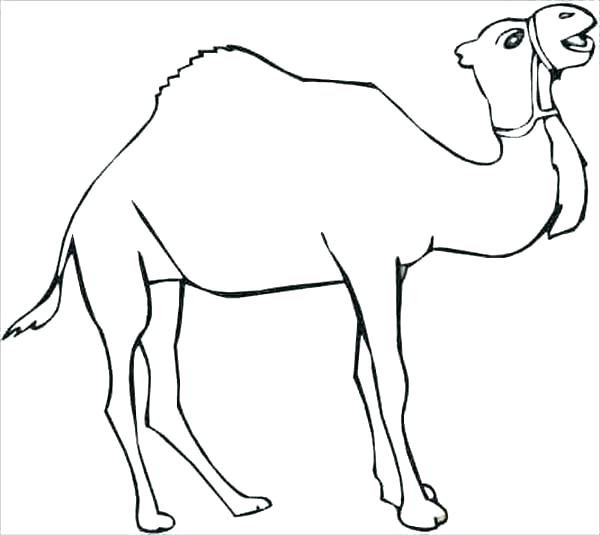 600x535 Camel Coloring Page Camels Coring Pages S S Camel Coring Pages