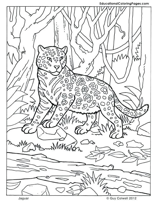 612x792 Camouflage Coloring Pages Images About Coloring Pages On Mammals