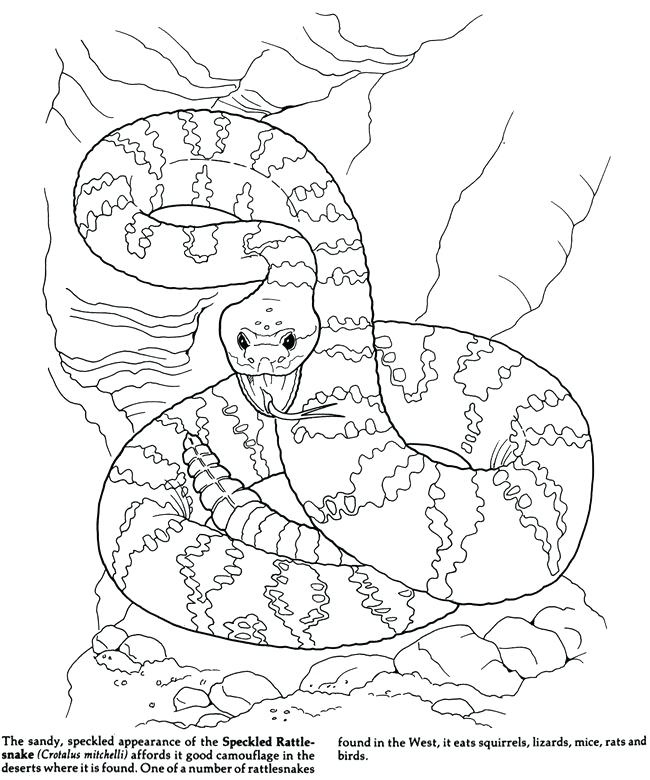 650x780 Coloring Pages Camouflage Animals