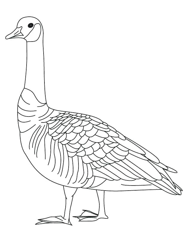 630x810 Goose Coloring Page Bumps S Canadian Goose Coloring Page