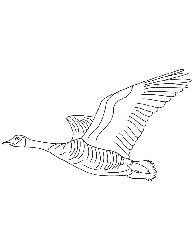 630x810 Goose Coloring Page Goose Animal Coloring Pages Goose Free